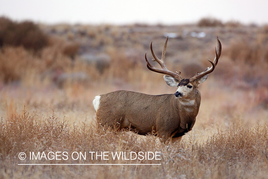 Mule deer buck in habitat.