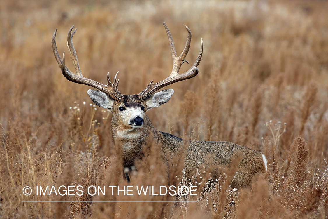 Mule deer buck in habitat. 