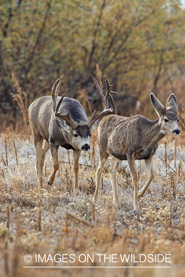 White-tailed buck pursuing doe in late fall.