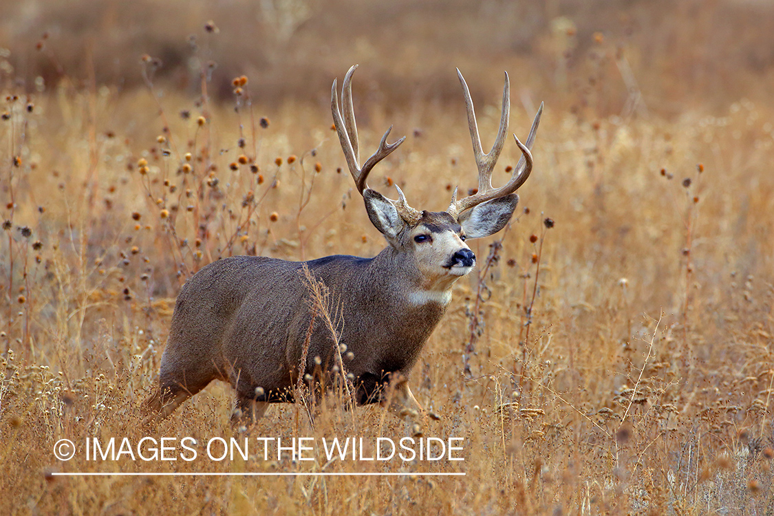 Mule deer buck in rut in field. 