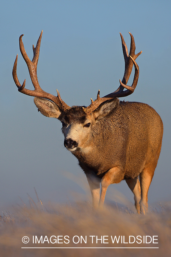 Mule deer buck in field.