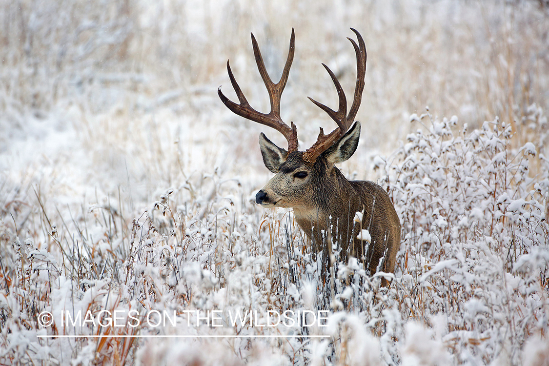 Mule deer buck in winter field.