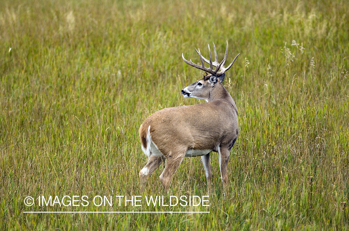 Whitetailed deer in habitat.