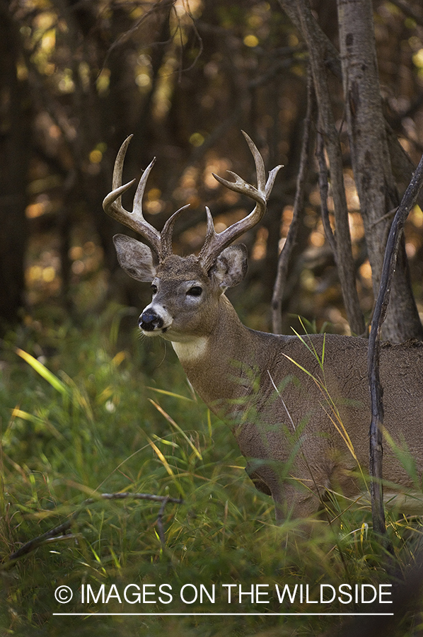 Whitetail Buck