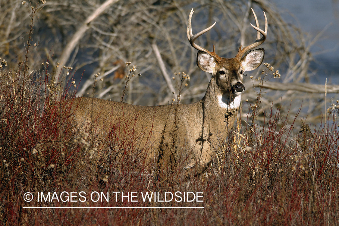 Whitetail Buck