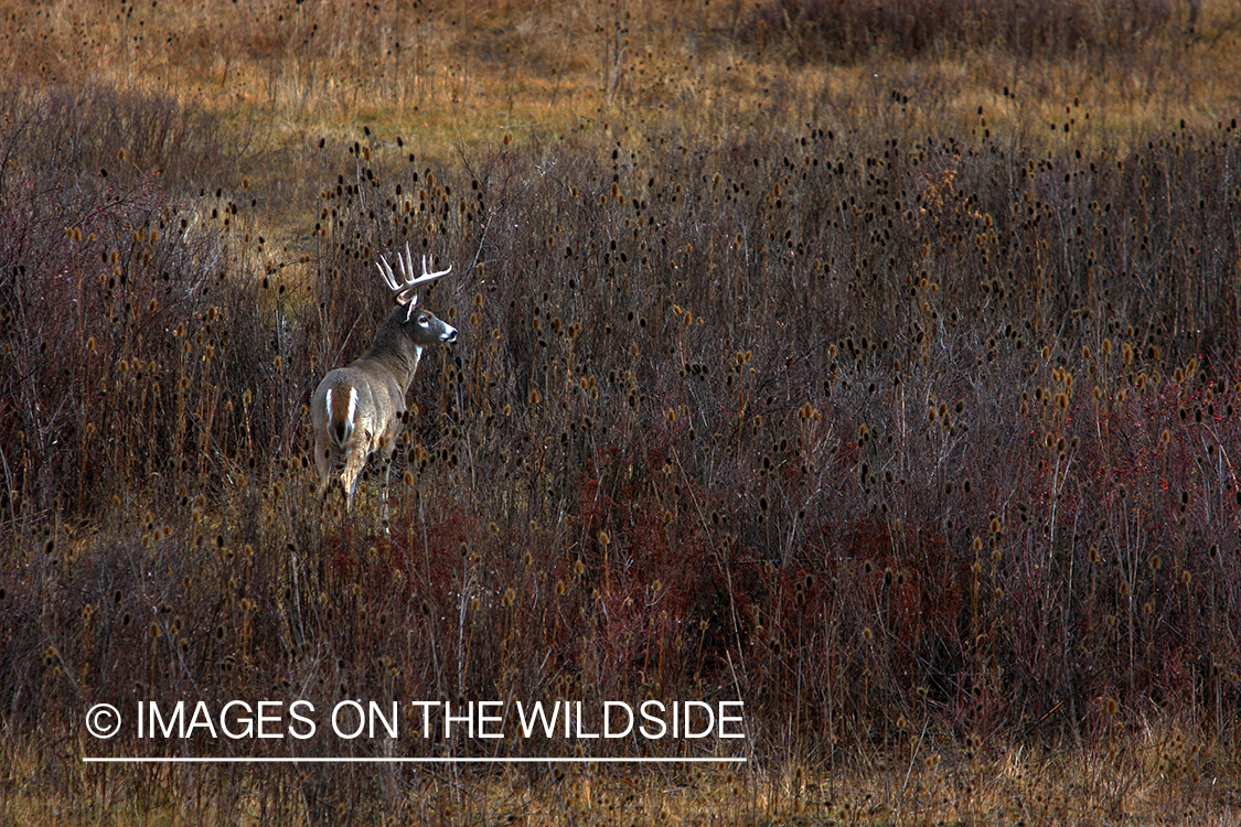 Whitetail Buck in Field