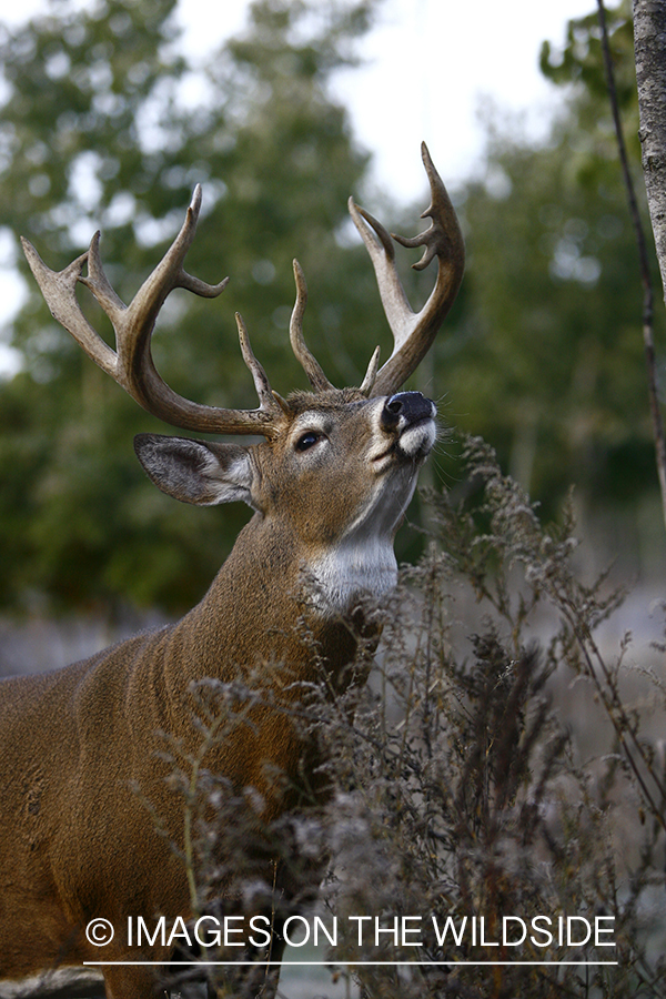 Whitetail buck in habitat