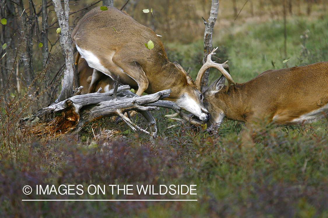 Whitetail bucks fighting