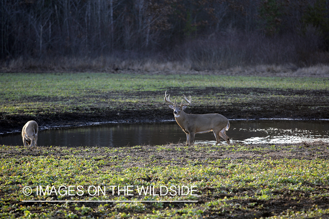 Whitetail bucks in habitat.