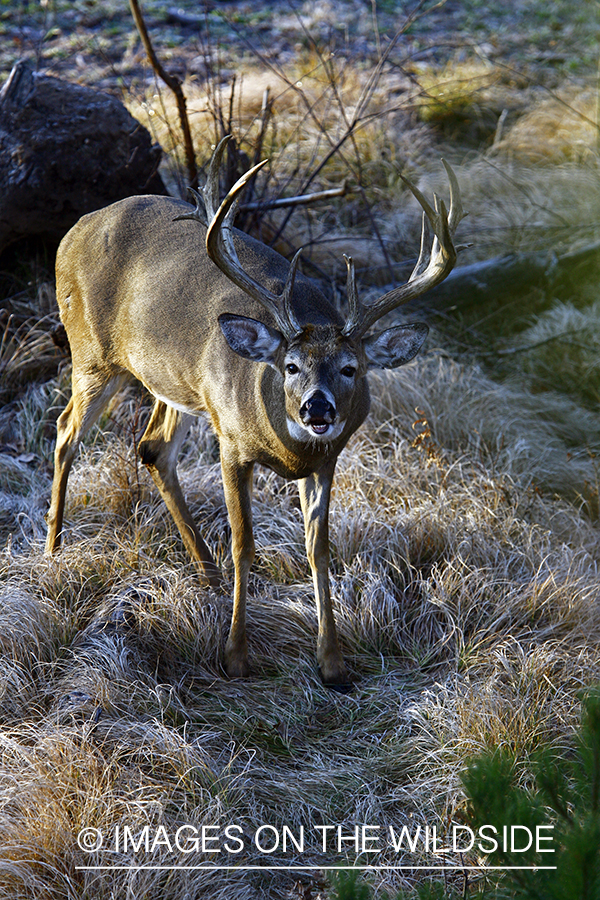 Whitetail buck in habitat.