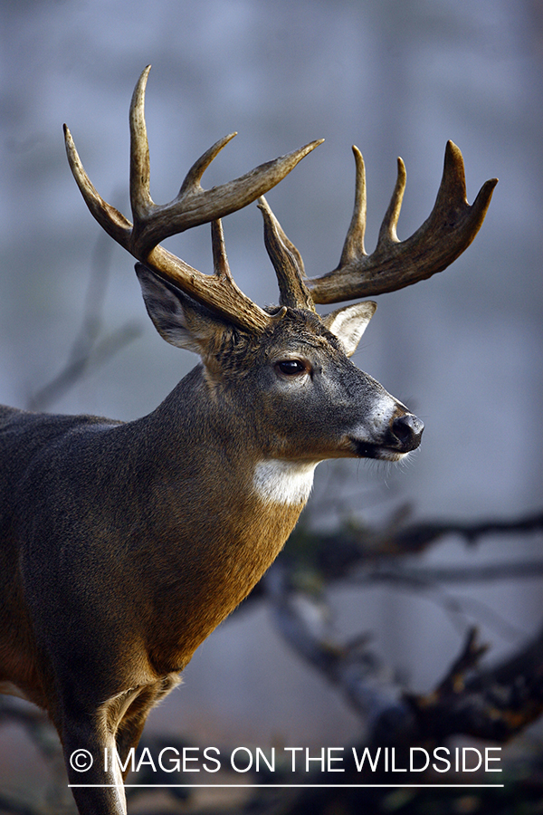 Whitetail buck in habitat.