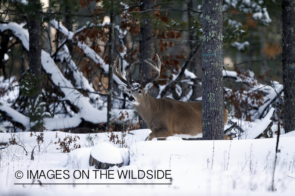 White-tailed buck in habitat.