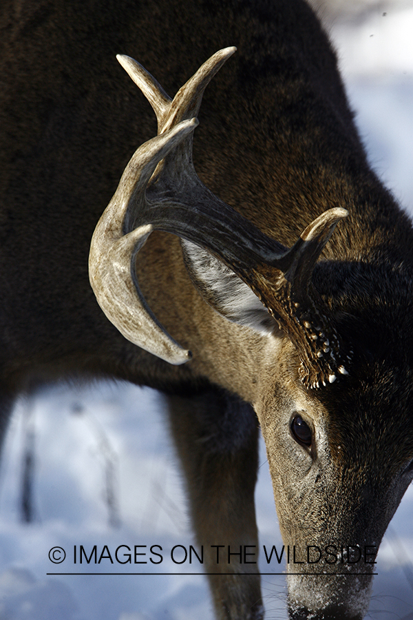 Whitetail in habitat