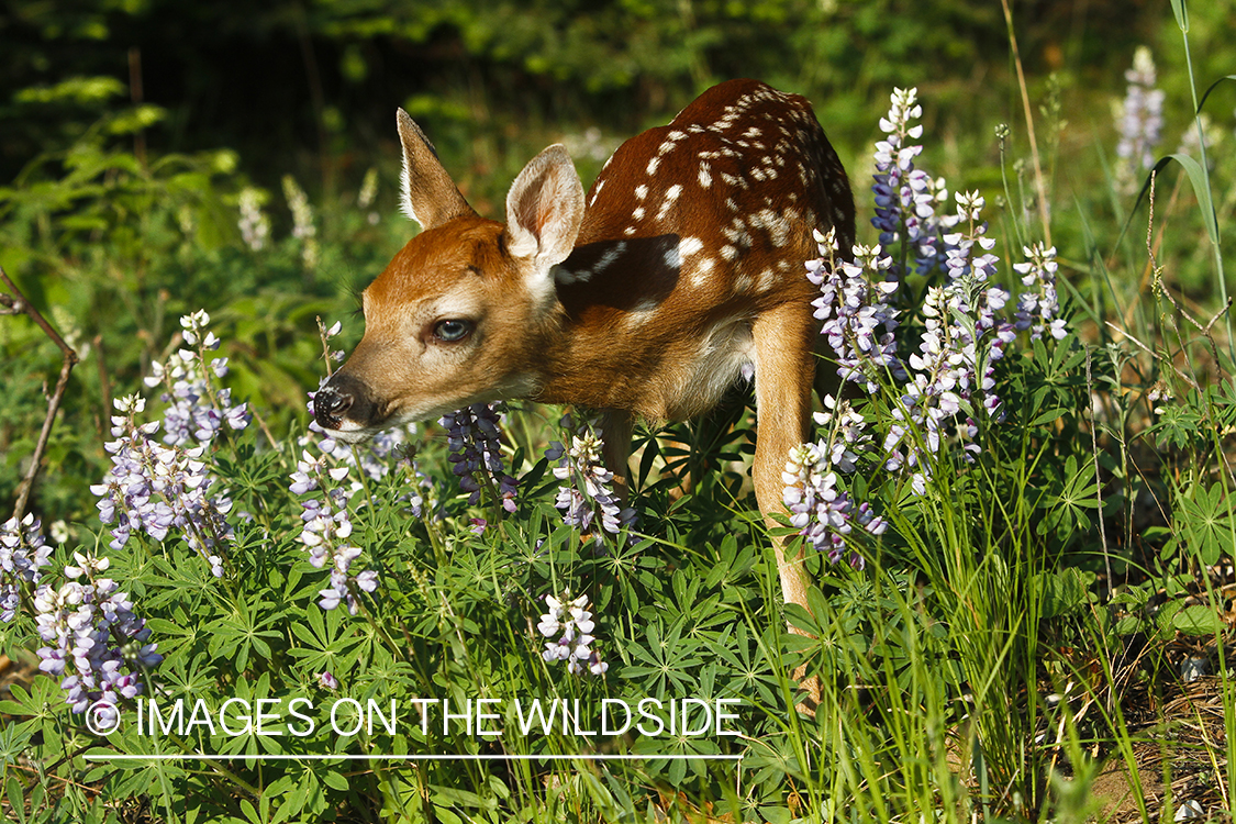 White-tailed Deer Fawns