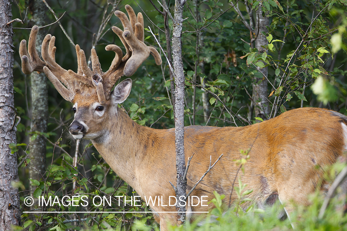 White-tailed deer in velvet