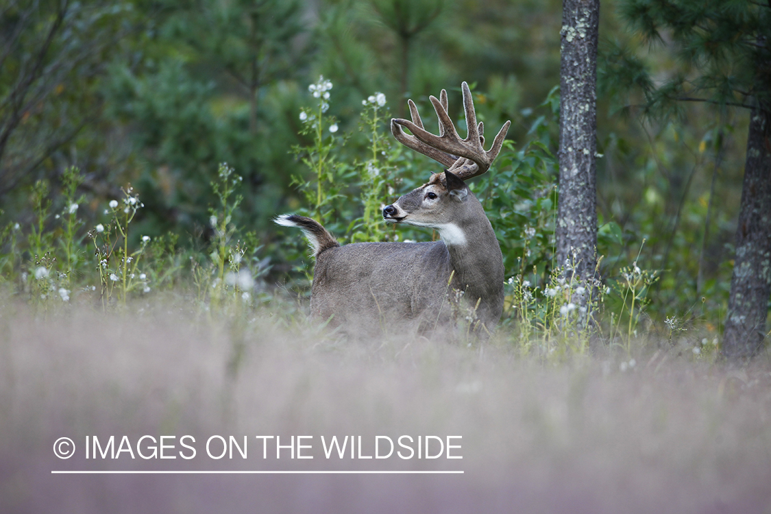 White-tailed buck in velvet 