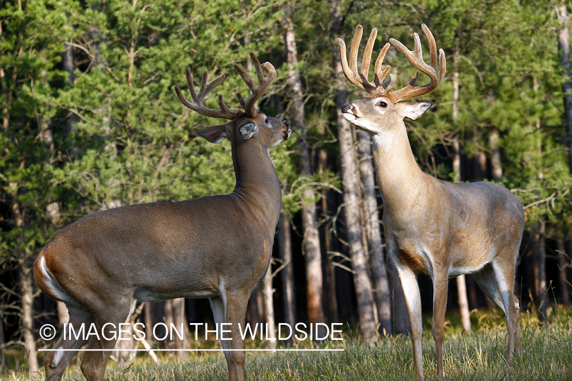 White-tailed bucks fighting