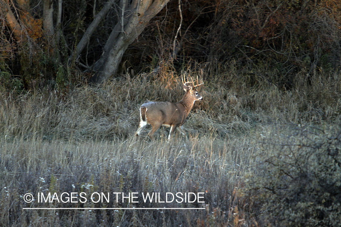 White-tailed buck in habitat. 