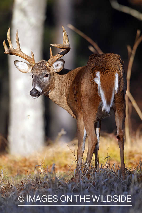 White-tailed buck in habitat. *