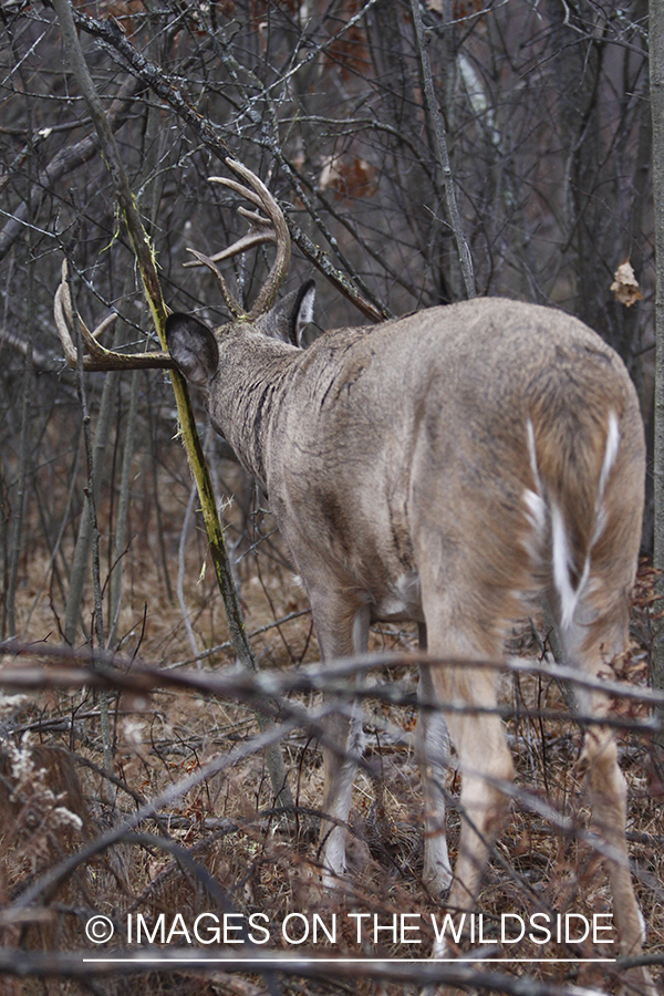 White-tailed buck rubbing tree. 