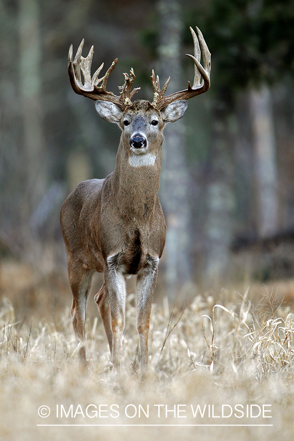 White-tailed buck in habitat. *