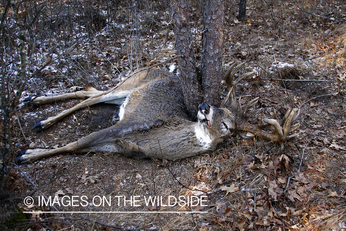 Dead white-tailed buck in habitat. *