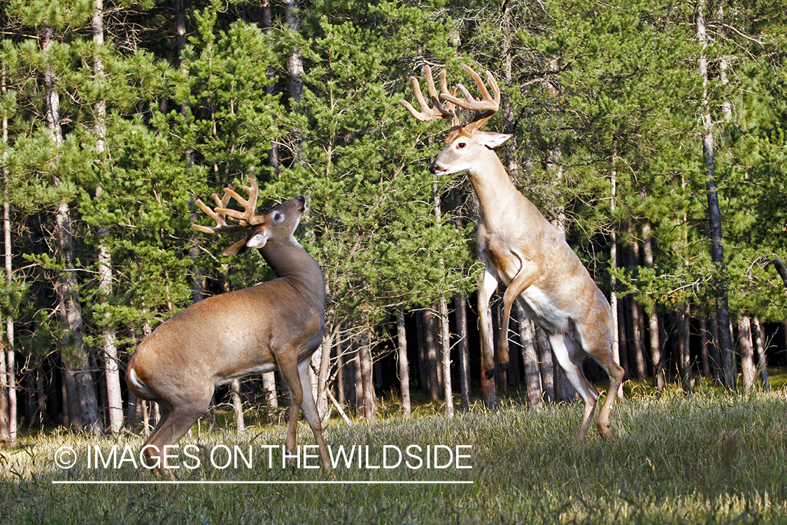 White-tailed bucks sparring in habitat. 