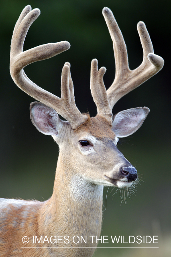 White-tailed buck in velvet.  