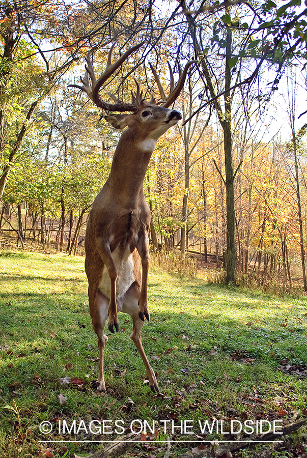 White-tailed buck in habitat. 