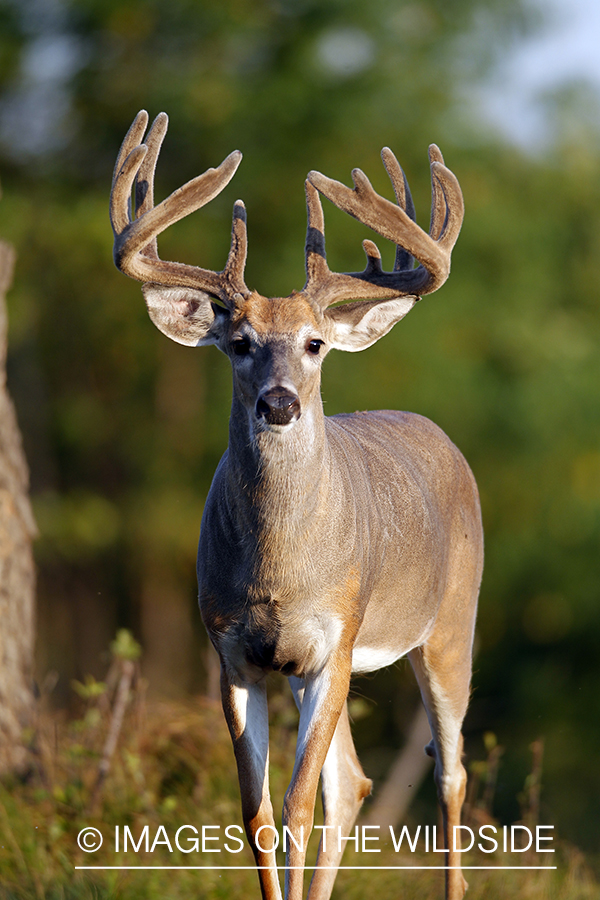 White-tailed buck in velvet.  