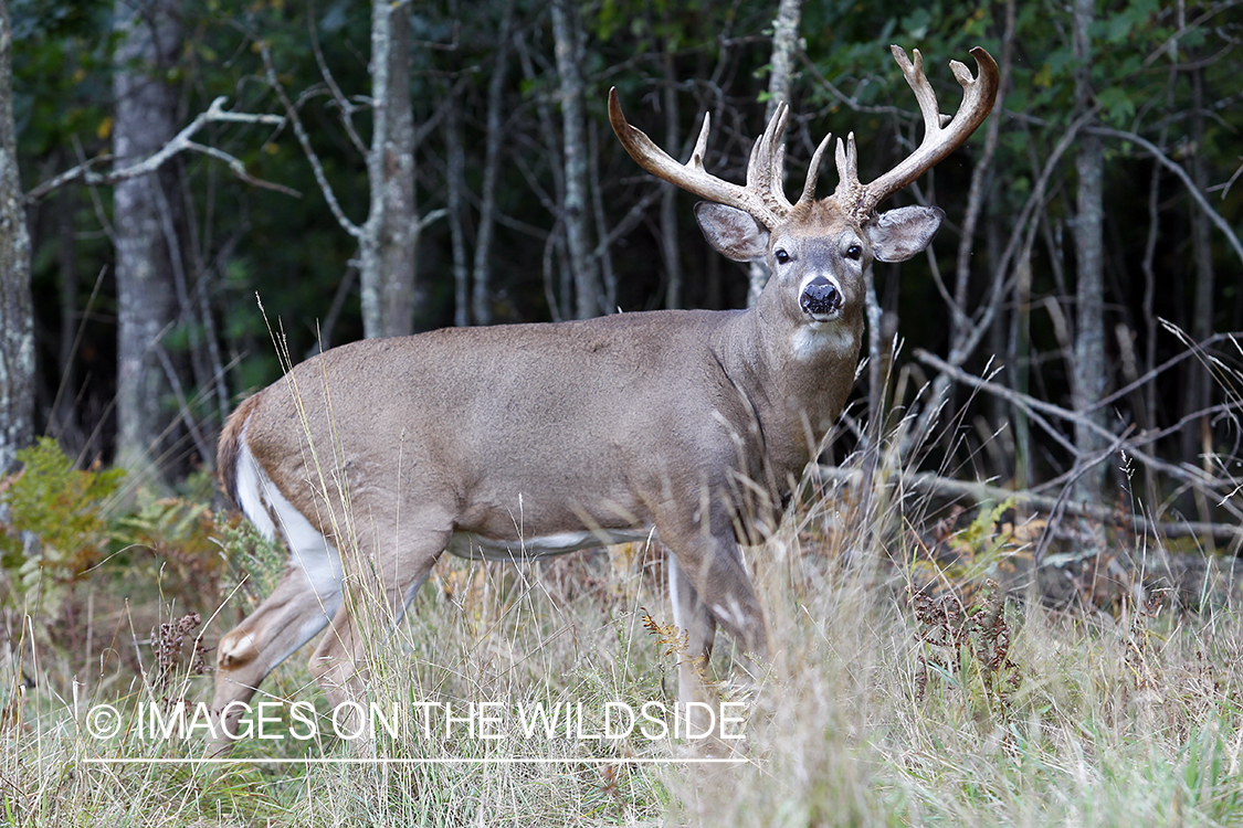 White-tailed buck in habitat.  