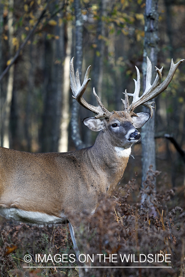 White-tailed buck in habitat. 