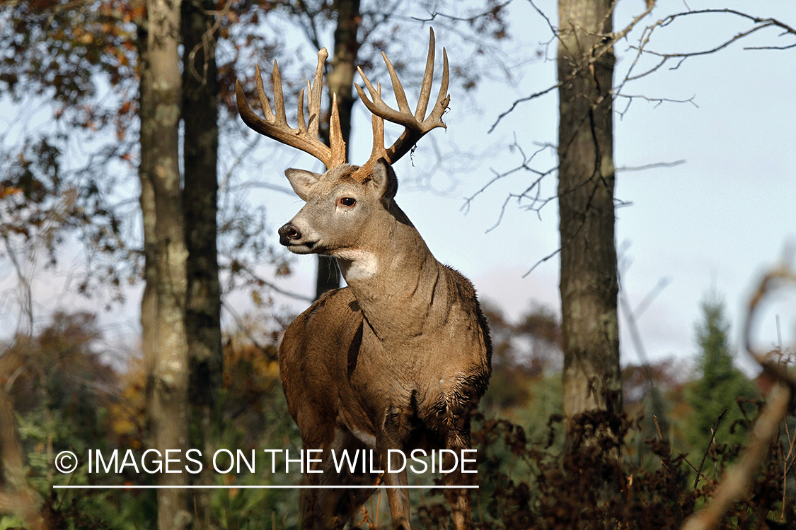 White-tailed buck in habitat. 