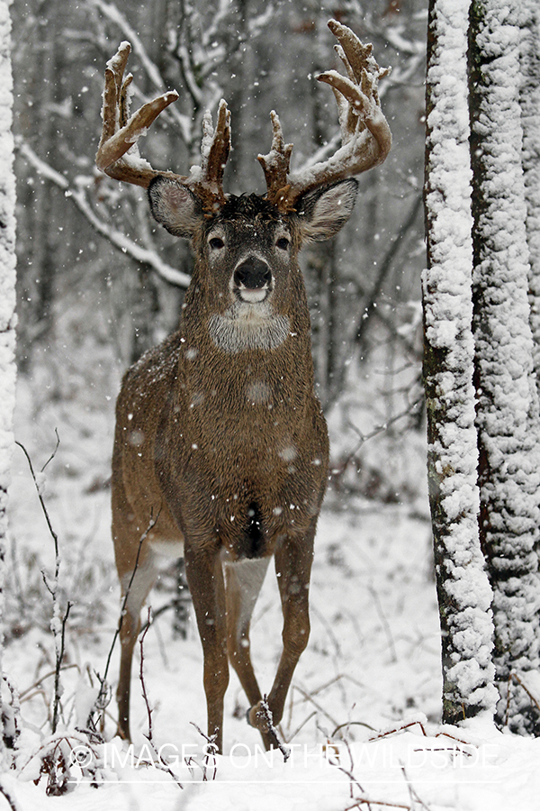 White-tailed buck in habitat. 