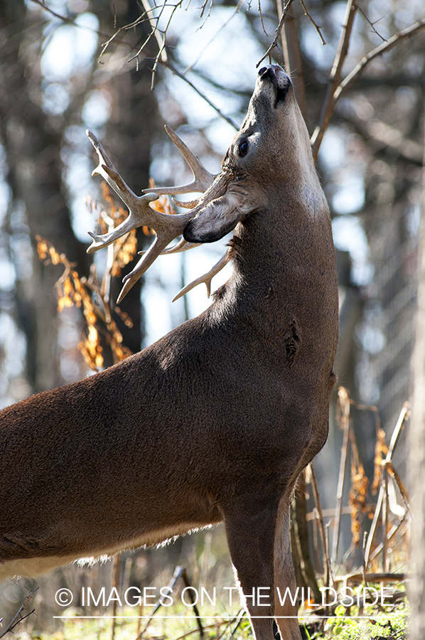 White-tailed buck scent marking branch. 