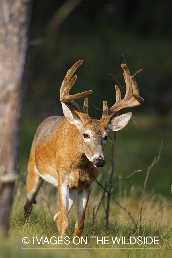 White-tailed buck in velvet.