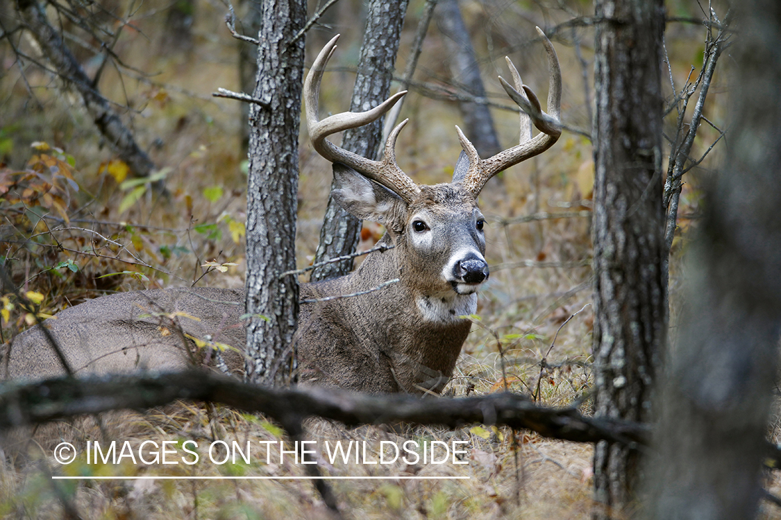 White-tailed buck laying in forest.