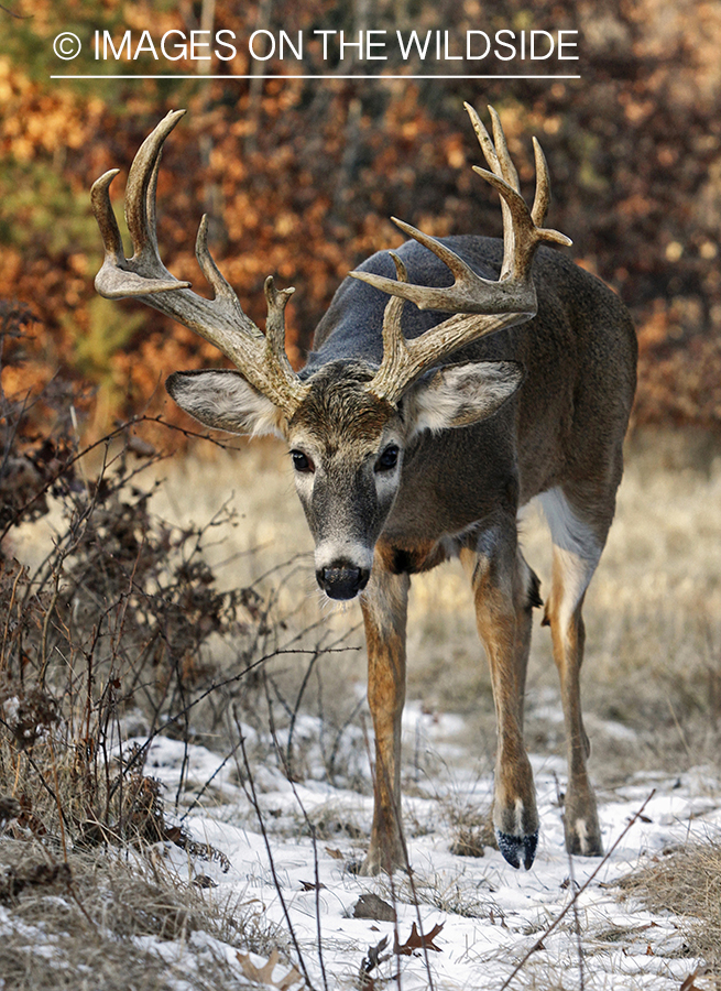 White-tailed buck in habitat.