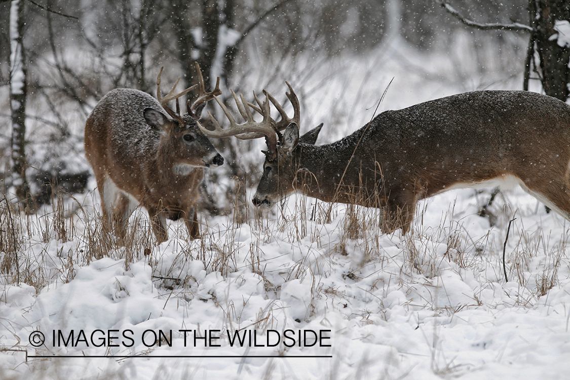 White-tailed bucks in winter habitat.