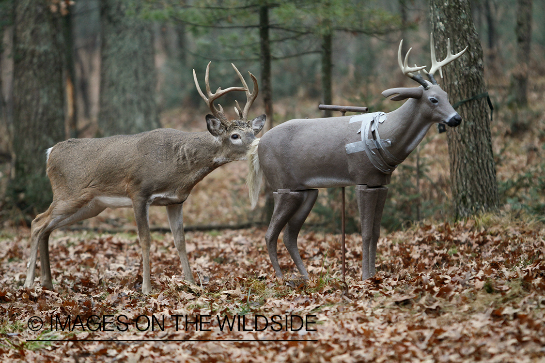 White-tailed buck sniffing decoy.