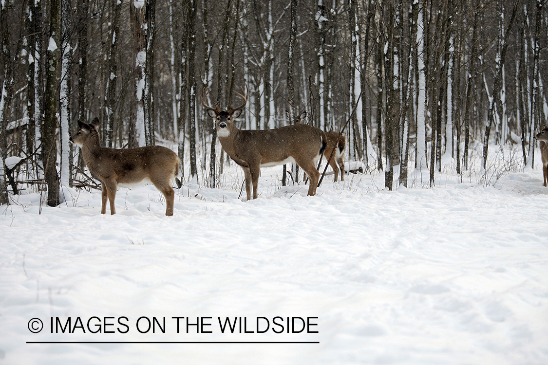 White-tailed buck with doe in winter habitat.