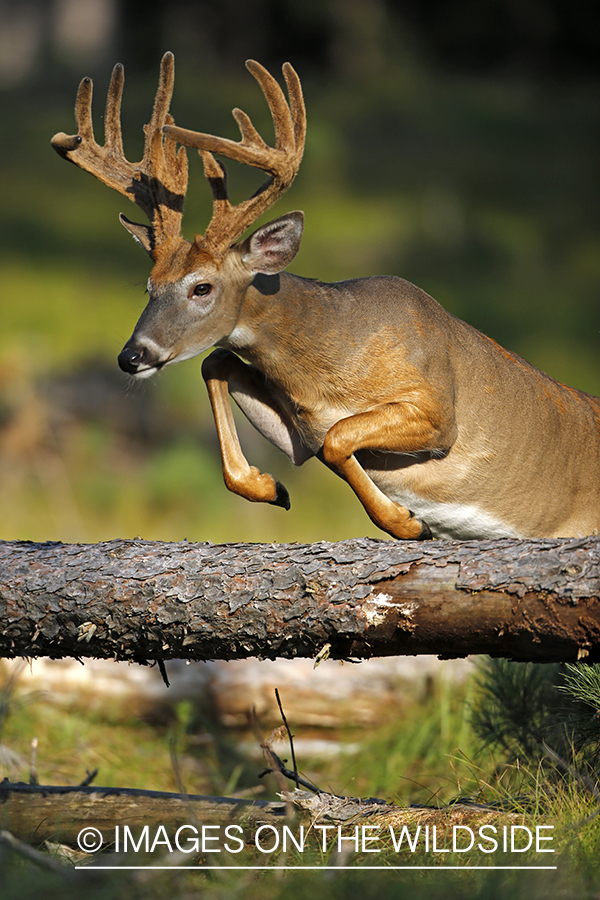 White-tailed buck in habitat.