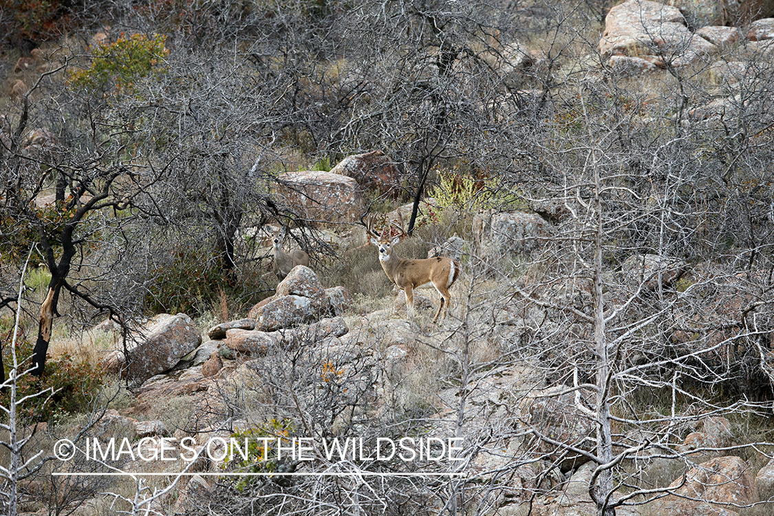 White-tailed buck in habitat. 