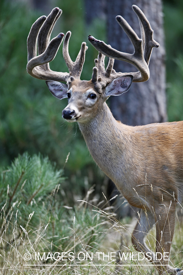 White-tailed buck in velvet.