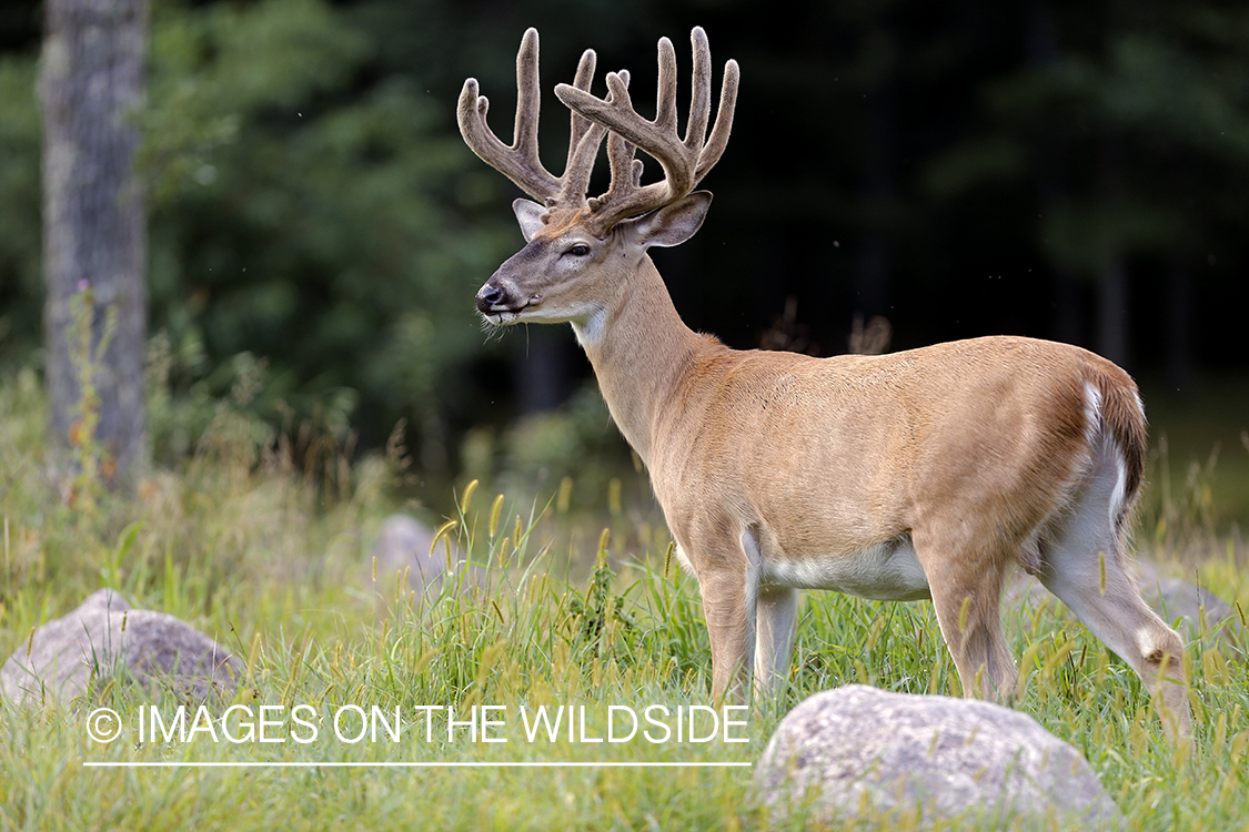 White-tailed buck in velvet.