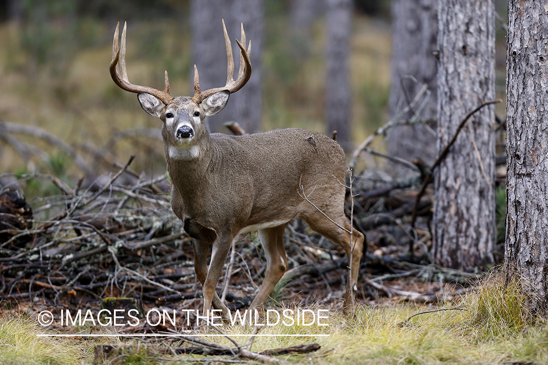 White-tailed buck in habitat.