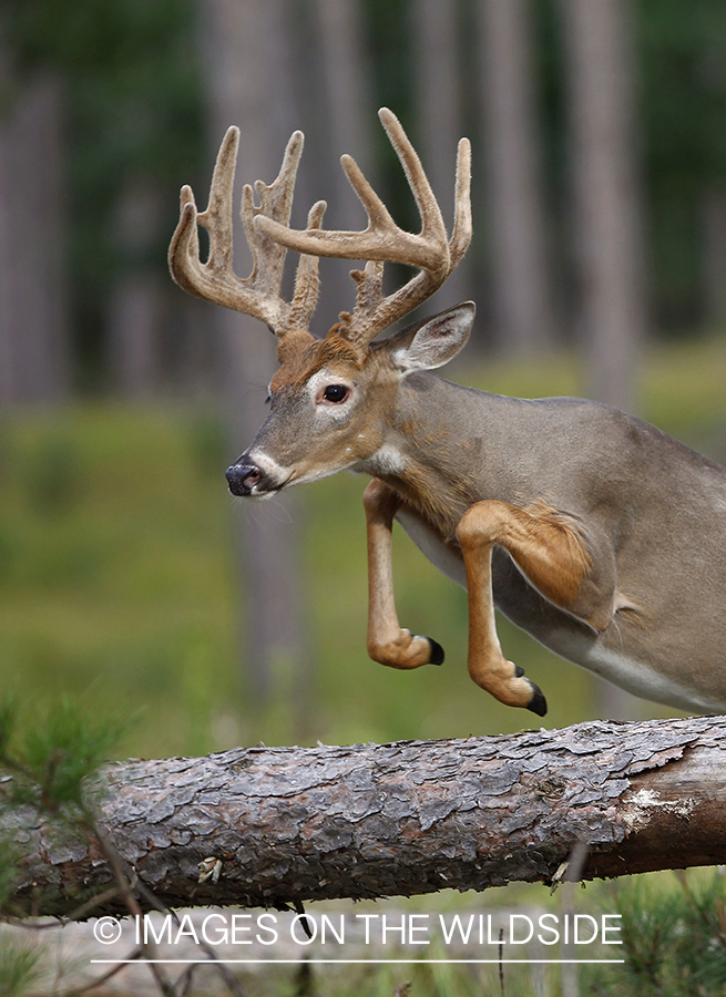 White-tailed buck jumping.