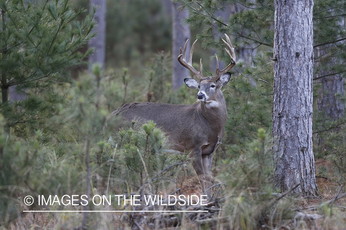 White-tailed buck in habitat.