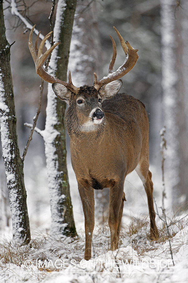 White-tailed buck in winter habitat.