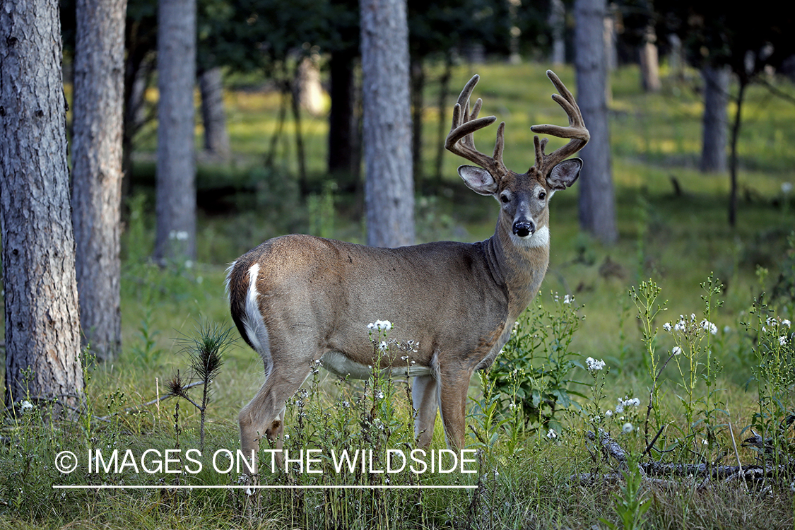 White-tailed Buck in Velvet.